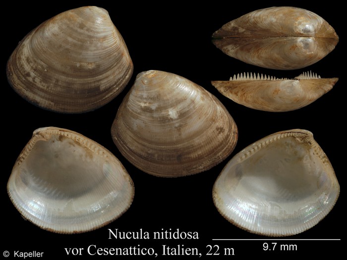 Nucula nitidosa Nucula nitidosa