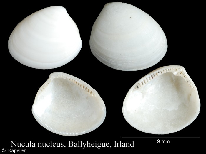 Nucula nucleus