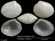 Nucula nucleus
