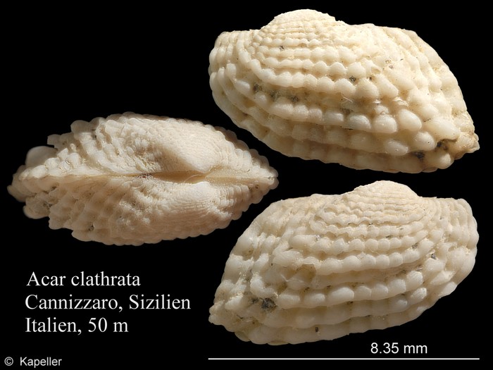 Acar clathrata Acar clathrata