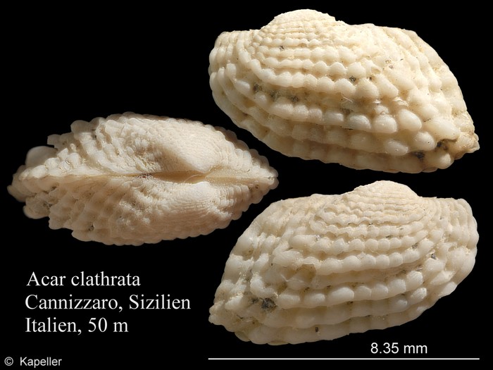 Acar clathrata