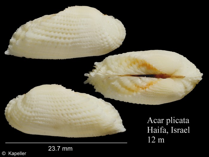 Acar plicata Acar plicata