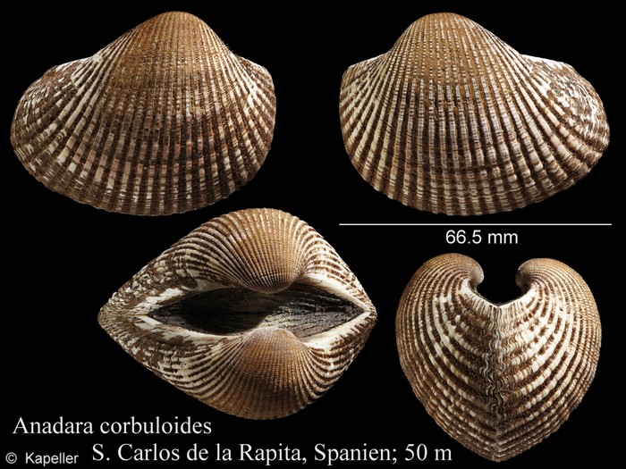 Anadara corbuloides