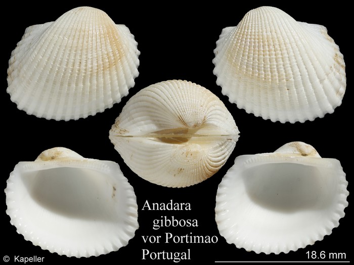Anadara gibbosa Anadara gibbosa