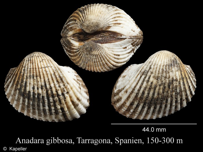 Anadara gibbosa Anadara gibbosa