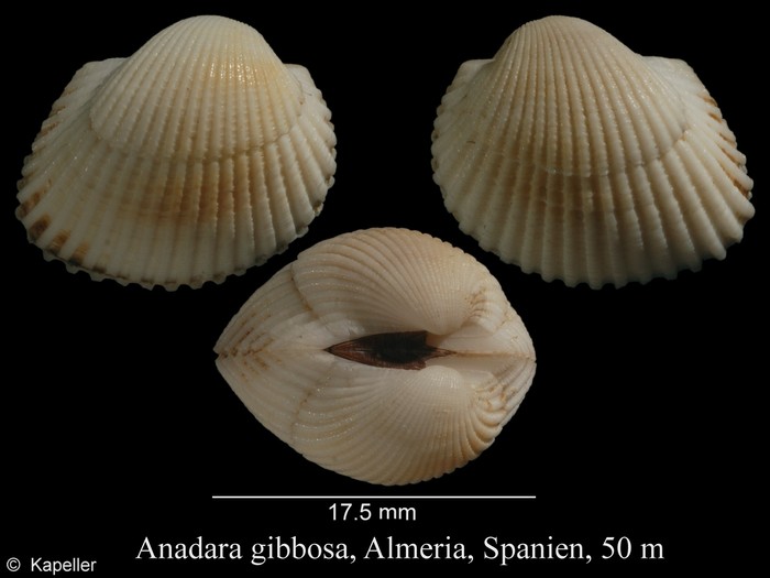 Anadara gibbosa Anadara gibbosa