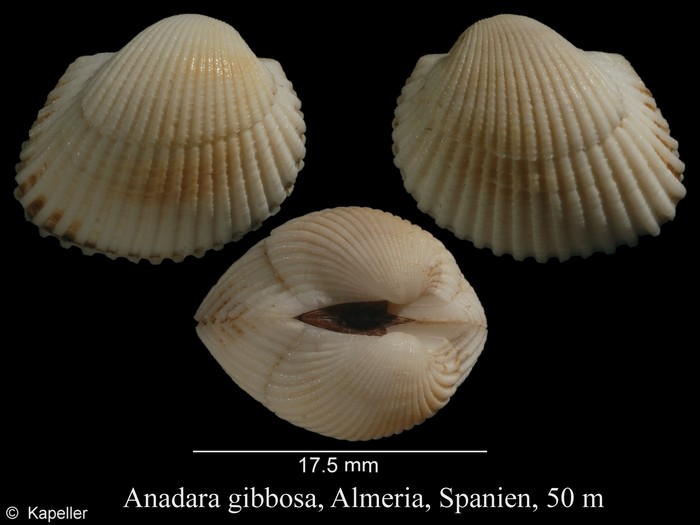 Anadara gibbosa