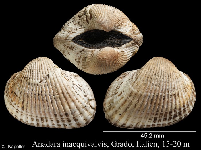 Anadara inaequivalvis