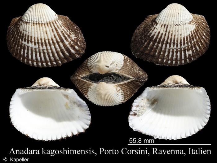 Anadara kagoshimensis Anadara kagoshimensis