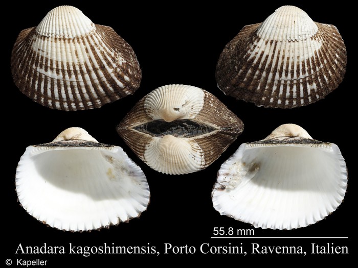 Anadara kagoshimensis