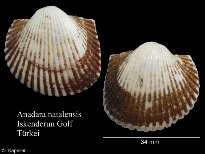 Anadara natalensis