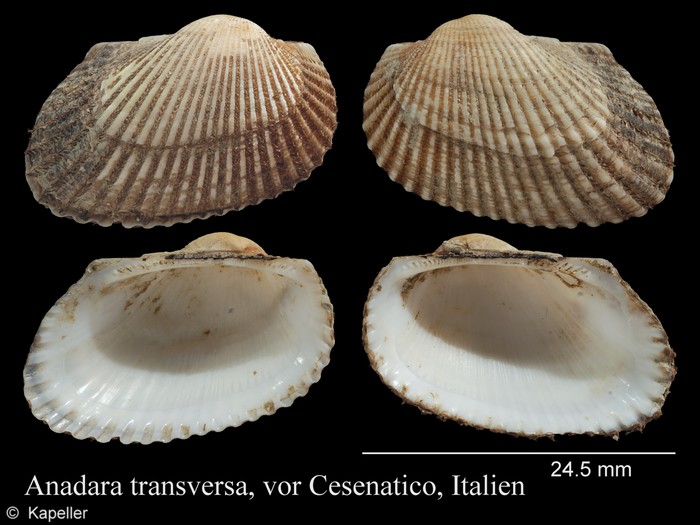 Anadara transversa