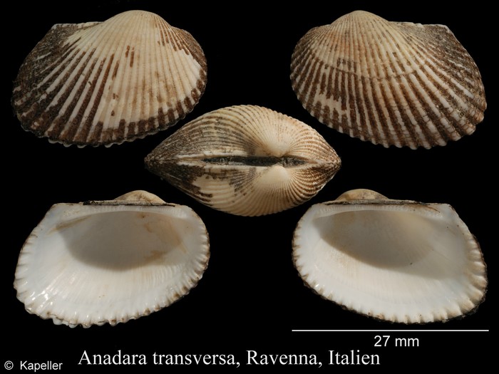 Anadara transversa