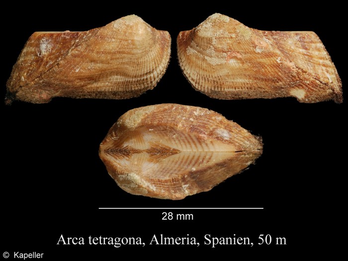 Arca tetragona Arca tetragona