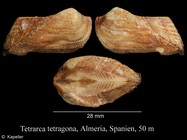Tetrarca tetragona