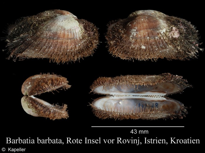 Barbatia barbata