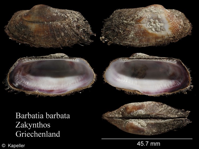 Barbatia barbata