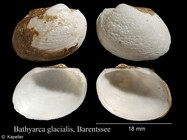 Bathyarca glacialis