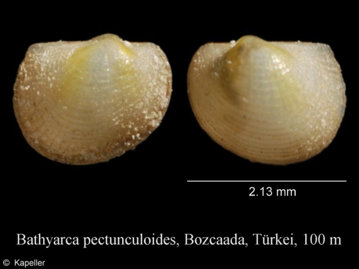 Bathyarca pectunculoides Bathyarca pectunculoides