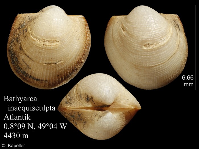 Bathyarca inaequisculpta Bathyarca inaequisculpta