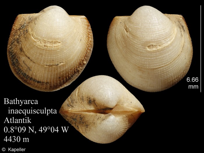 Bathyarca inaequisculpta