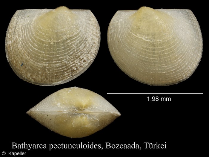 Bathyarca pectunculoides Bathyarca pectunculoides