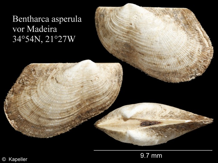 Bentharca asperula Bentharca asperula