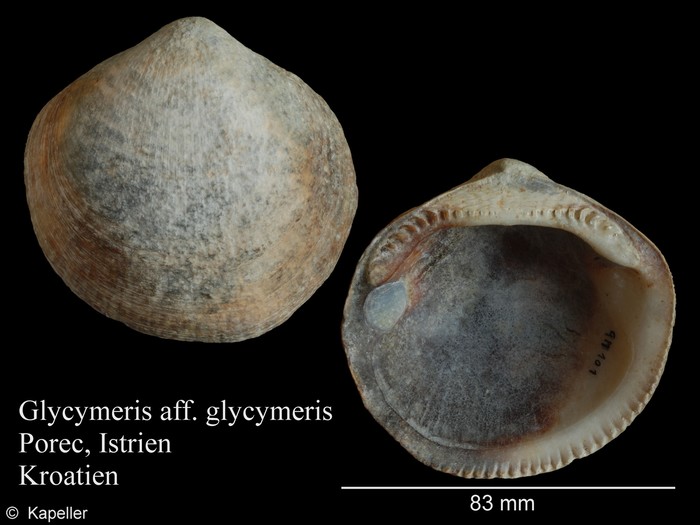 Glycymeris glycymeris