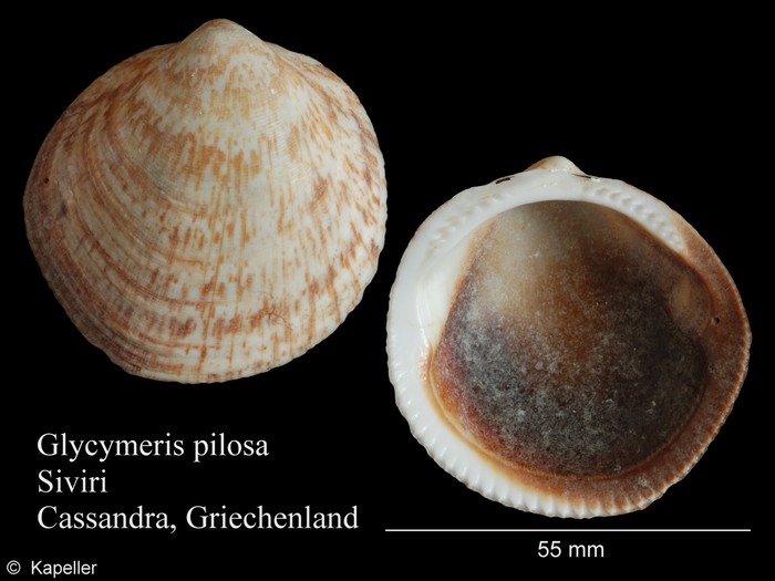 Glycymeris pilosa