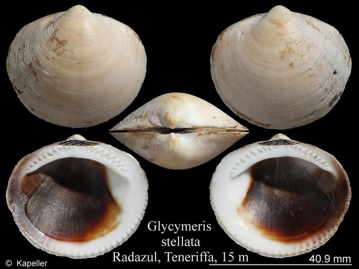 Glycymeris stellata