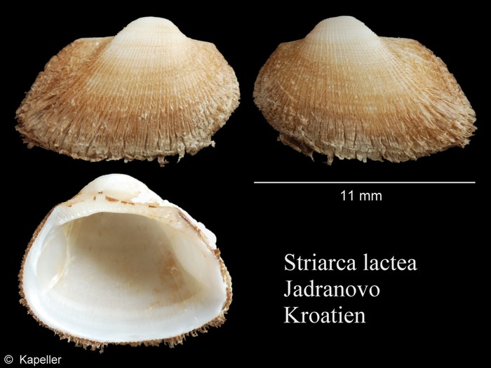 Striarca lactea Striarca lactea