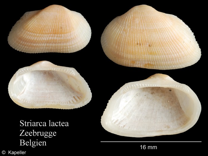 Striarca lactea Striarca lactea