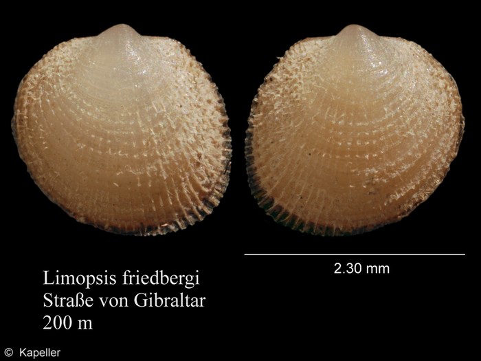 Limopsis friedbergi