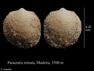 Paracratis minuta