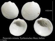 Paracratis minuta