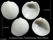 Limopsis tenuis