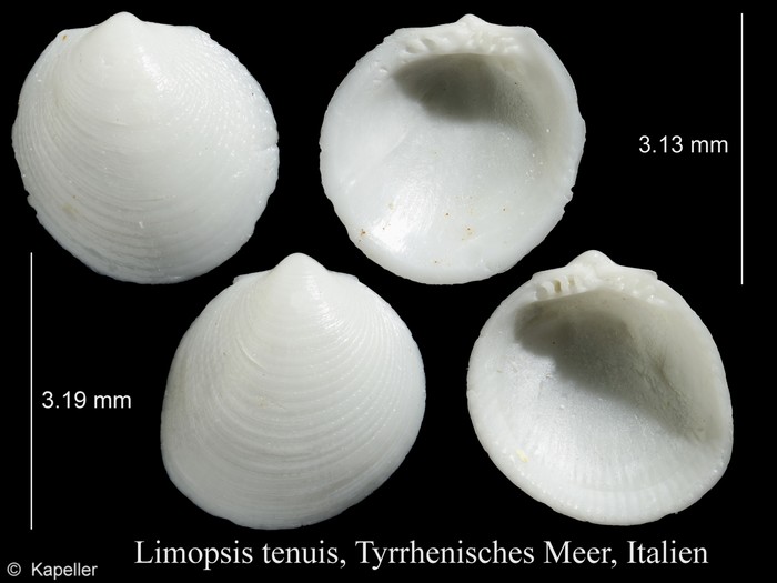 Limopsis tenuis Limopsis tenuis