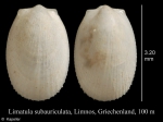 Limatula subauriculata