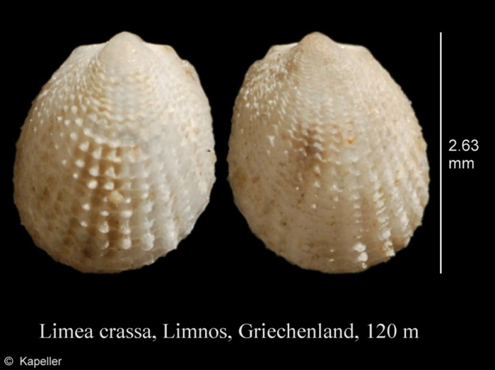 Limea crassa