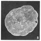 Rotalia guerini d'Orbigny, 1850