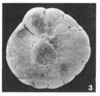 Rotalia guerini d'Orbigny, 1850