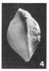 Rotalia papillosa d'Orbigny, 1850