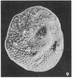 Eponides polygonus Le Calvez, 1949