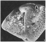 Eponides polygonus Le Calvez, 1949
