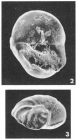Lamarckina ovula Le Calvez, 1949