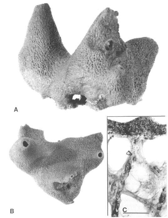 Psammocinia beresfordae Cook & Bergquist, 1996