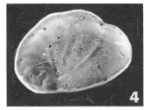 Lamarckina cristellaroides (Terquem, 1882)
