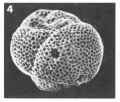 Chromista - Foraminifera (foraminifers)