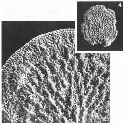 Cycloloculina costellata (Terquem, 1882) Cycloloculina costellata (Terquem, 1882)