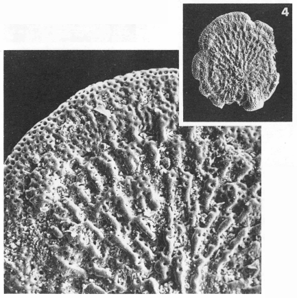 Cycloloculina costellata (Terquem, 1882)